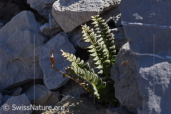 Photo: Polystichum lonchitis. Whole plants.