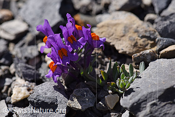 Photo: Linaria alpina. Whole plant.