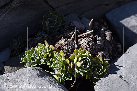 Photo: Saxifraga paniculata. Leaf rosettes.
