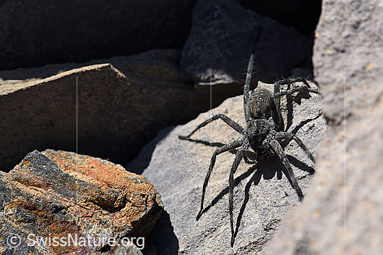 Pardosa saturatior (Wolfsspinne)