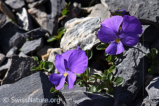 Photo: Viola cenisia. Whole plants. Flowering.