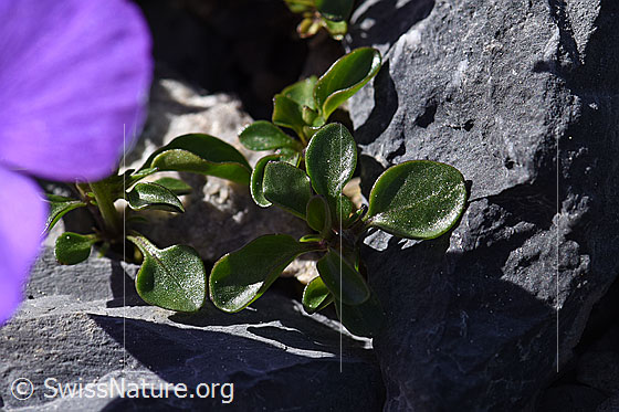 Foto: Mont Cenis-Stiefmütterchen (Viola cenisia). Blätter.
