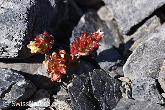 Photo: Sedum atratum. Whole plant.