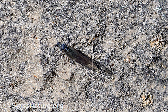 Bleigraue Wegwespe (Pompilus cinereus)