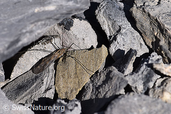 Photo: Tipula warms up on stones.