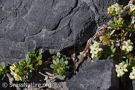 Foto: Schweizer Labkraut (Galium megalospermum). Ganze Pflanze.