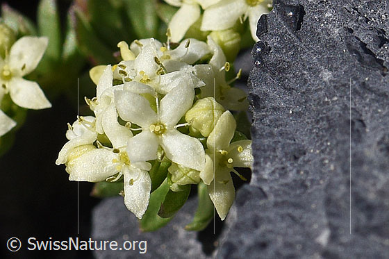 Photo: Galium megalospermum. Flowers.