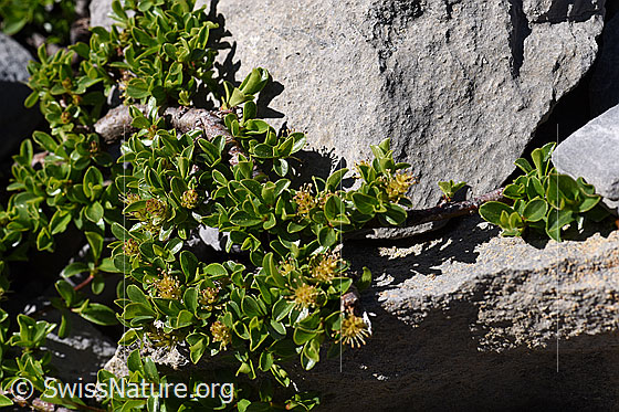 Photo: Salix retusa. Blossoms, leaves and little stem.