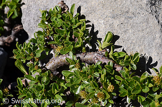 Photo: Probalby Salix retusa. Small shrub.