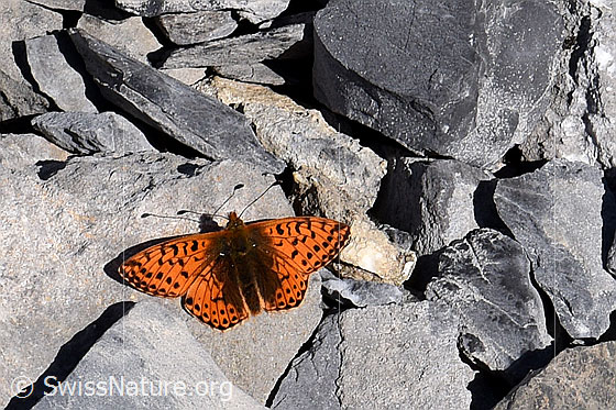 Hochalpen-Perlmuttfalter (Boloria pales)