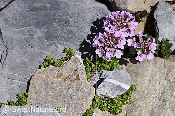Photo: Thlaspi rotundifolium. Whole plant. Flowering.