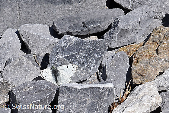 Photo: Lofty Bath white (Pontia callidice). Male. Wings opened.