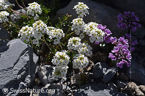 Photo: Pritzelago alpina. Inflorescences. Flowering.