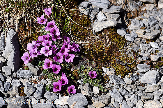 Photo: Saxifraga oppositifolia. Blooming.