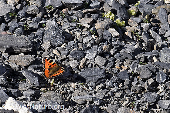 Photo: Small tortoiseshell (Aglais urticae). Wings open.