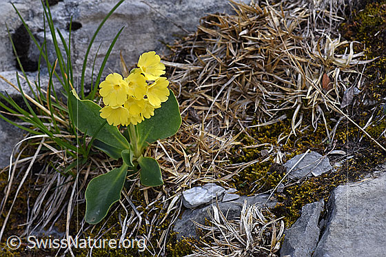 Foto: Flühblümchen (Primula auricula). Ganze Pflanze.
Umgebung: Mit wenig Vegetation durchsetzte Kalkfelsen. Höhe: ca. 1700m ü.M.
Lat.: Primula auricula
Familie: Primulaceae (Schlüsselblumengewächse)