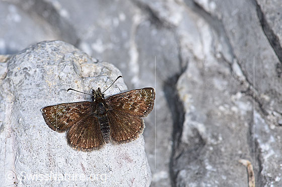 Dunkler Dickkopffalter (Erynnis tages)