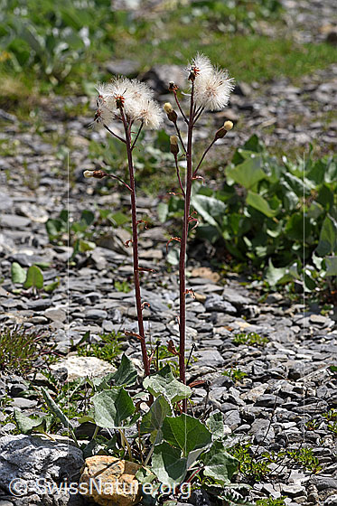 Foto: Alpen-Pestwurz (Petasites paradoxus). Ganze Pflanze (Habitus). Blüten verblüht. Ansicht von der Seite.