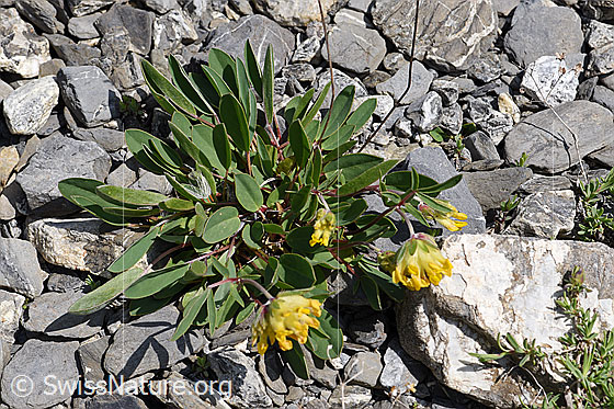 Foto: Wahrscheinlich Alpen-Wundklee (Anthyllis vulneraria ssp. alpestris). Ganze Pflanze (Habitus).