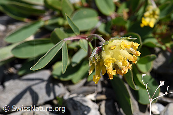Foto: Wahrscheinlich Alpen-Wundklee (Anthyllis vulneraria ssp. alpestris). Blüten und Blätter.