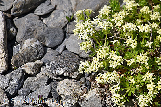 Photo: Galium megalospermum. Flowers and leaves.