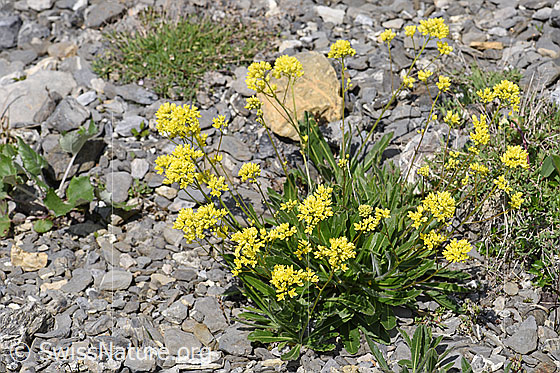 Foto: Gemeines Brillenschötchen (Biscutella laevigata). Ganze Pflanze (Habitus).