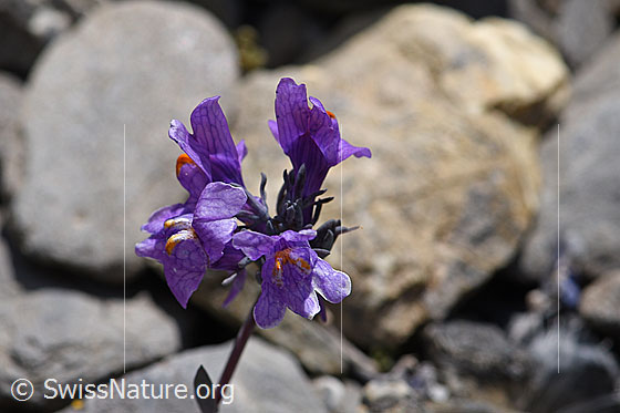 Foto: Alpen-Leinkraut (Linaria alpina). Blüten.