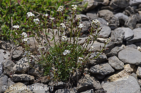 Foto: Alpen-Gämskresse (Hornungia alpina). Ganze Pflanze (Habitus).