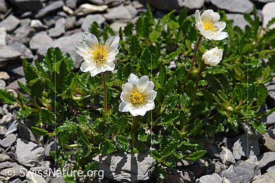 Foto: Silberwurz (Dryas octopetala). Ganze Pflanze (Habitus).