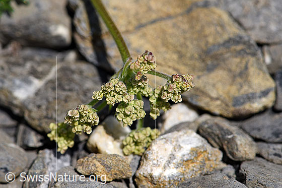 Foto: Wahrscheinlich Augenwurz (Athamanta cretensis). Geschlossene Blüten.