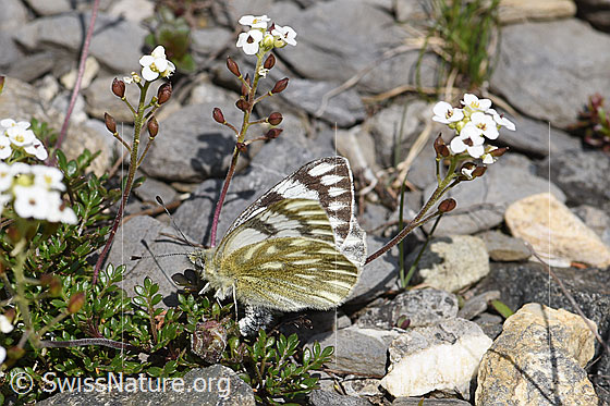 Photo: Pontia callidice on Pritzelago alpina. Female, wings slightly open, when laying eggs.