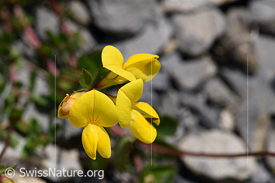 Alpen-Hornklee (Lotus alpinus)
