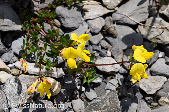 Foto: Alpen-Hornklee (Lotus alpinus). Ganze Pflanze (Habitus).