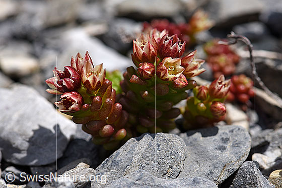 Foto: Dunkler Mauerpfeffer (Sedum atratum). Ganze Pflanze (Habitus), blühend.
