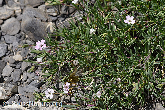 Foto: Kriechendes Gipskraut (Gypsophila repens). Ganze Pflanze (Habitus).