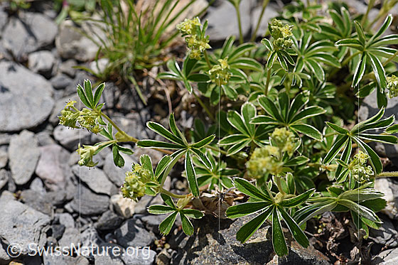 Foto: Glänzender Silbermantel (Alchemilla nitida). Ganze Pflanze (Habitus), blühend.