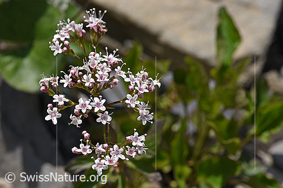 Dreiblatt-Baldrian (Valerina tripteris)