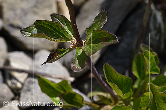 Foto: Dreiblatt-Baldrian (Valerina tripteris). Stängel und Stängel-Blätter.