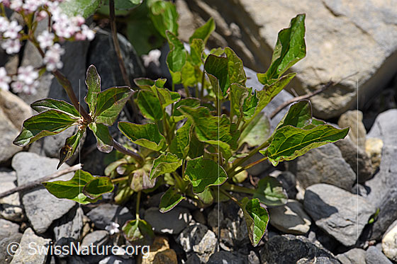 Foto: Dreiblatt-Baldrian (Valerina tripteris). Blätter.