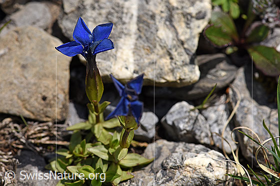 Foto: Frühlings-Enzian (Gentiana verna). Blüte.