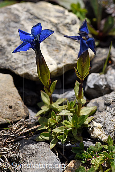 Frühlings-Enzian (Gentiana verna)