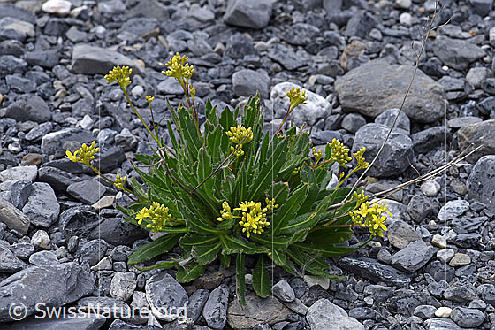 Foto: Gemeines Brillenschötchen (Biscutella laevigata). Ganze Pflanze.