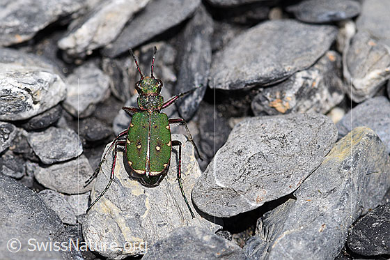 Feld-Sandlaufkäfer (Cicindela campestris)