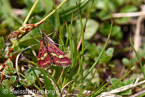 Foto: Pyrausta ostrinalis (Rüsselzünsler). Ansicht von oben. Zu sehen ist nur das äussere Flügelpaar. Am Übergang vom kargen Rasen zu Alpweide.