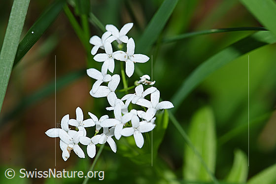 Foto: Echter Waldmeister (Galium odoratum). Blüten.