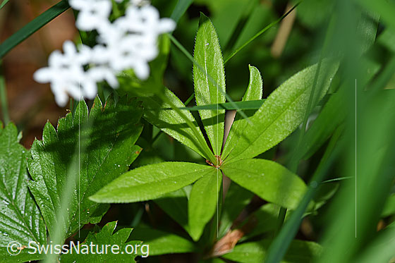 Foto: Echter Waldmeister (Galium odoratum). Blätter.