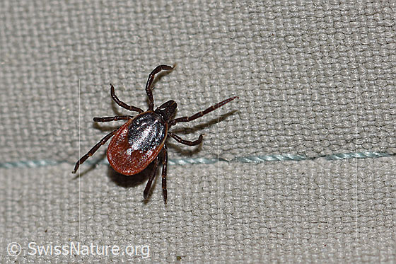 Foto: Zecke oder Gemeiner Holzbock (Ixodes ricinus). Weibchen. Länge: 3-4mm. Ansicht von oben.