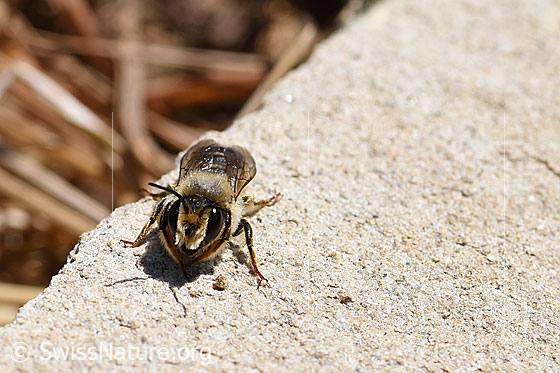 Photo: Megachile ericetorum. Male. Body length 10 - 13mm. The bee is sitting on a piece of sandstone.