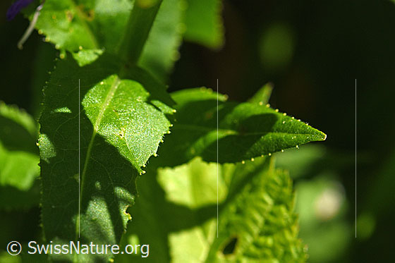 Photo: Hesperis matronalis. Leaves.