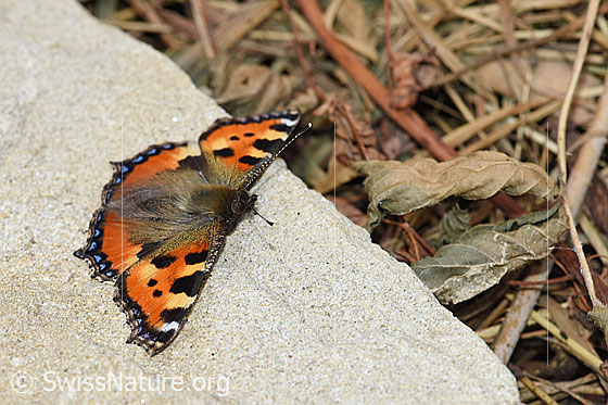 Photo: Aglais urticae. Sitting on a sandstone slab. Wings open. View from diagonally above.
